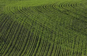 Deserted Farmland Photography Prints: Field in spring time