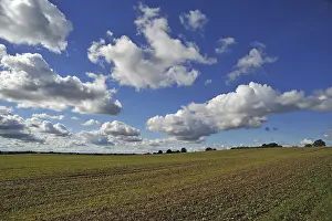 Agricultural Land Germany Prints: Field with sprouting wheat, cumulus clouds