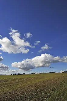 Rural Farmland Scenery Prints: Field with sprouting wheat, cumulus clouds