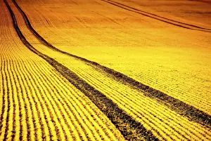 Evening Sun On Farmland Prints: Field at sunset