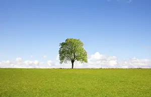 Agricultural Landscape Photo Prints: Field, tree and blue sky