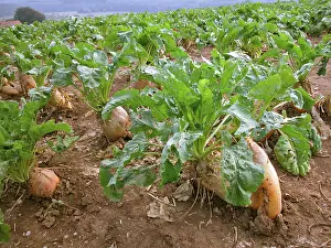 Agricultural Crops Prints: Field with turnips