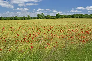 Swedish Countryside Landscape Prints: Fields covered with poppies, spring