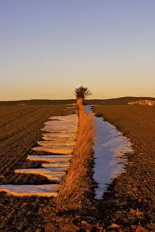 Snow Covered Farmland Prints: Fields in the evening light, St