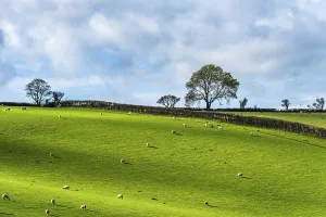 Farmland Landscape UK Prints: Fields and Farms from a drone, Devon