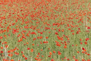 Travel Photography Alsace Region Prints: Fields filled with poppies in spring in plain