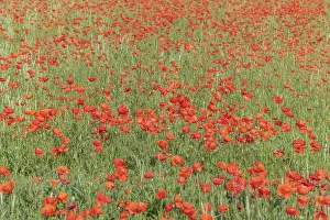 Corn Poppy Blossom Photo Prints: Fields filled with poppies in spring in plain