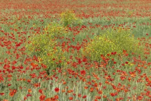 Spring Landscape Prints: Fields filled with poppies in spring in plain
