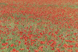 Western Europe Countryside Scenery Prints: Fields filled with poppies in spring in plain