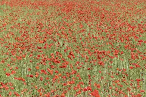 Springtime Landscape Photography Prints: Fields filled with poppies in spring in plain