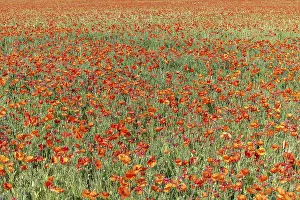 Alsace France Landscape Prints: Fields filled with poppies in spring in plain