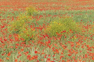 Corn Poppy Bloom Prints: Fields filled with poppies in spring in plain
