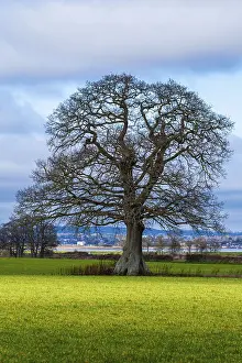 English Village Landscape Prints: Fields, meadows and old oak tree