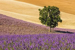 European Farmland Prints: Fields on the Palteau de Valensole