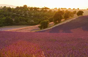 Provence Landscape Prints: Fields on the Palteau de Valensole