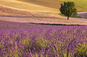 Provence Landscape Photography Prints: Fields on the Palteau de Valensole