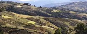 Cultivated Acreage Prints: Fields of quinoa (Chenopodium quinoa) and other fields