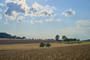 Southern Germany Uplands Scene Prints: Fields and scattered trees under a slightly cloudy sky