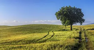 UNESCO World Heritage Site Tuscany Prints: Fields and a tree in the morning light