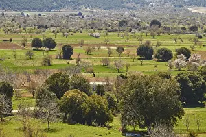 East Crete Landscape Prints: Fields, trees, green meadows, spring