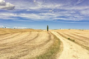 European Countryside Scenes Prints: Fields in Tuscany