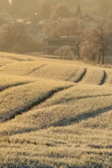 Winter Morning Atmosphere Prints: Fields in winter at sunrise, Nagold