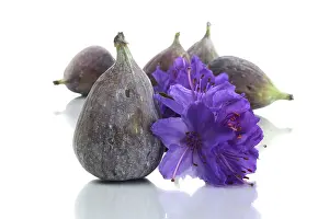 Fruit Blossom Photography Prints: Fig with a flower