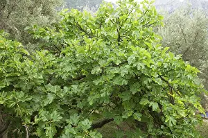 Empty Open Air Spaces Prints: Fig tree, Common fig, Fig, Tooth fig tree