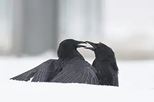 Wildlife Germany Images Prints: Two fighting crows (Corvus corone) in the snow