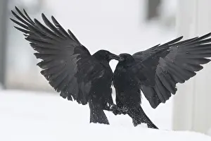 Deserted Snow Landscape Prints: Two fighting crows (Corvus corone) in the snow