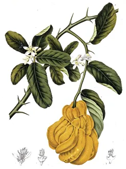 Citrus Medica Var Sarcodactylis Prints: Or the fingered lemon