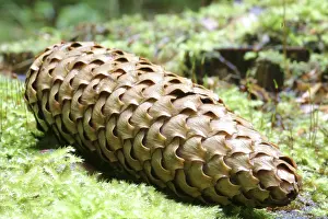 Nature Macro Shots Prints: Fir cone on the forest ground