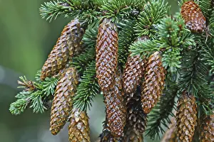 Open Air Plant Shots Prints: Fir cones