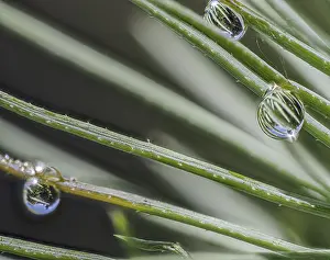 Southern Germany Waterfront Scene Prints: Fir needle with water drop and reflection