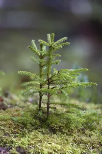 Coniferous Tree Prints: Fir seedling