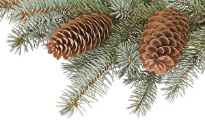 Clear Copy Space For Text Prints: Fir tree branches with pinecones on white background