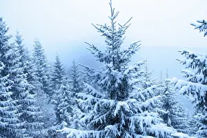 Coniferous Tree In Winter Prints: Fir tree in heavy snowfall inside winter forest
