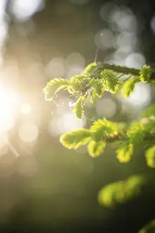 Baden Wurttemberg Nature Prints: Fir tree in the sunlight, Black Forest