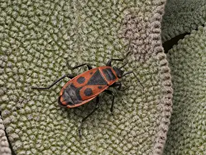 True Bug Insect Prints: Fire bug (Pyrrhocoris apterus)