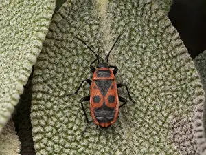 True Bug Species Prints: Fire bug (Pyrrhocoris apterus)