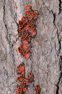 True Bug Insect Prints: Fire bugs