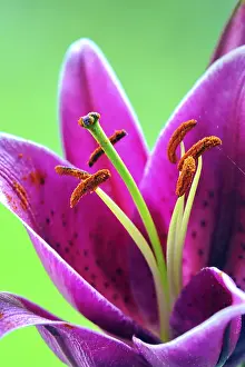 Deserted Garden Prints: Fire Lily