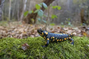 Amphibian Photography Prints: Fire salamanders, fire salamanders