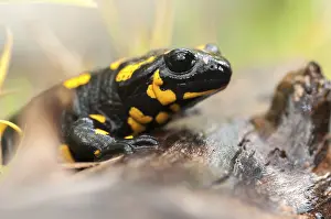 Wildlife Photography Animals Prints: Fire salamanders, fire salamanders