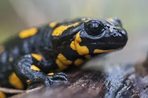 Animals In Natural Environment Prints: Fire salamanders, fire salamanders