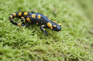 Wild Animals In Natural Environment Prints: Fire salamanders, fire salamanders