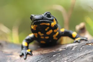 Wildlife Animal Images Prints: Fire salamanders, fire salamanders
