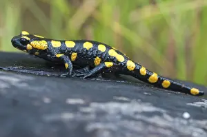 Salamandra Salamandra Prints: Fire salamanders, fire salamanders