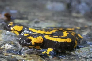 Framed Print : Fire Salamander Print Framed Print : Fire Salamander Print