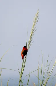 Murchison Falls National Park Wildlife Prints: Fire weaver (Euplectes franciscanus)